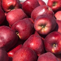 Táo red delicious (táo đỏ) nhập khẩu- trái cây cao cấp